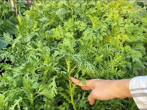 Loại rau nhúng lẩu giòn ngọt, bổ phổi mát gan, mọc đầy vườn không cần chăm bón