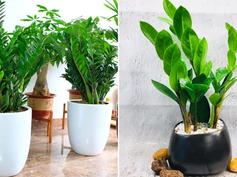 Người mệnh nào hợp trồng cây kim tiền nhất?