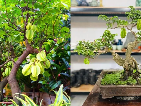 Trồng cây khế nhỏ cũng Thu Hút Vận May, Quả Vàng Rước Lộc, đặc biệt trồng đúng vị trí này cực giàu