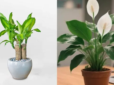 Đặt 3 loại cây này trong văn phòng, sự nghiệp cứ thế 'phất như diều gặp gió'