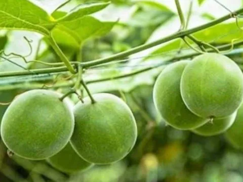 Loại quả kỳ lạ ở Việt Nam ngọt gấp 300 lần đường mía, hỗ trợ điều trị tiểu đường và ngăn ngừa ung thư