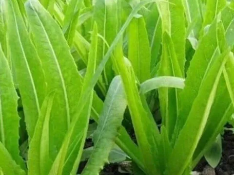 Loại rau quen thuộc chứa canxi gấp nhiều lần sữa, ăn sống hay nấu chín đều bổ cực tốt