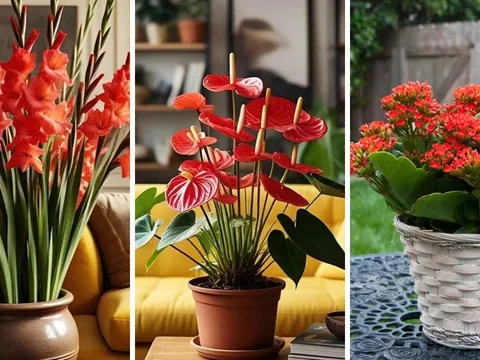 Người xưa nói: “Hoa đỏ nơi phòng khách, phúc lộc gõ cửa, tài vận vào nhà”, nên trồng loại hoa đỏ nào tốt nhất?