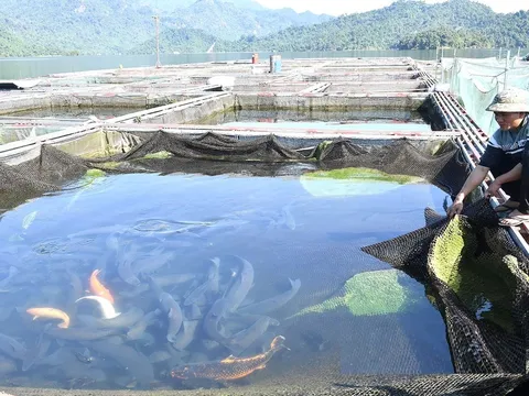 Nuôi loài đặc sản to bự dưới hồ thủy điện, anh nông dân Tuyên Quang bán 220 nghìn/kg