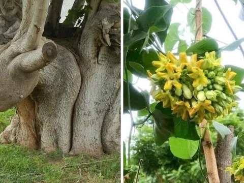 3 "cây ác" tuyệt đối không trồng trước nhà kẻo rước hoạ: Chặt ngay kẻo hối không kịp