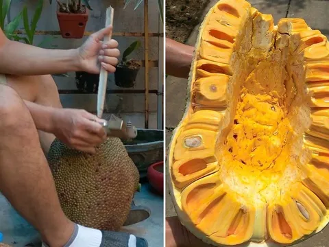 Đóng cọc vào mít có tác dụng gì?