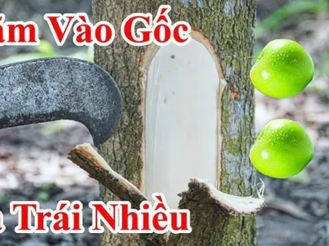Mùng 5/5 Tết Đoan Ngọ đáng sợ nhất là Khảo Cây Lấy Quả, vì sao lại sợ?