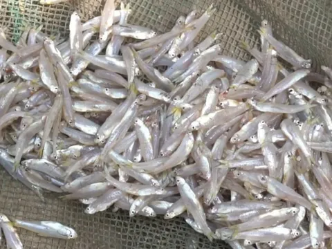 6 loại cá tự nhiên cực bổ, đi chợ thấy là mua ngay kẻo tiếc