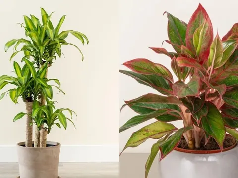9 loại cây phong thủy càng trồng trước cửa càng giàu: Hút tài, trấn trạch, hóa giải vận đen