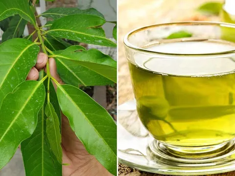 Uống nước vối thường xuyên có tốt không, giúp trị bệnh gì?
