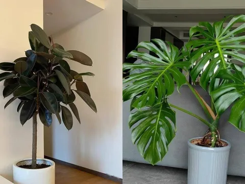 3 loại cây giúp 'trấn trạch' cho ngôi nhà: Chỉ cần 1 chậu tài lộc kéo đến rần rần, gia chủ bình an