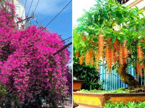 4 loại cây là 'bảo vật' của Thần Tài, trồng trong nhà càng lâu càng có lộc