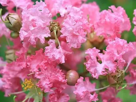 4 loại hoa thu hút tài lộc nuôi dưỡng con người, mang lại thịnh vượng gia đình