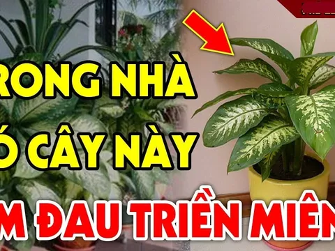 5 loại cây âm trồng trước cửa nhà: Con cháu nghèo khổ 3 đời nên tránh, đó là cây nào?