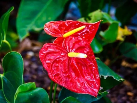 Loài hoa này đỏ rực, tượng trưng cho ngọn lửa của tình yêu cuồng nhiệt và còn hơn nữa...