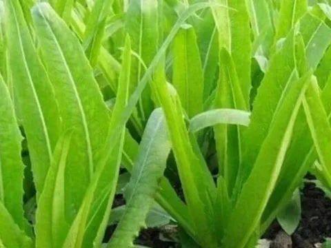 Loại rau giàu canxi vượt trội hơn cả sữa, ăn sống hay chín đều tốt cho sức khỏe