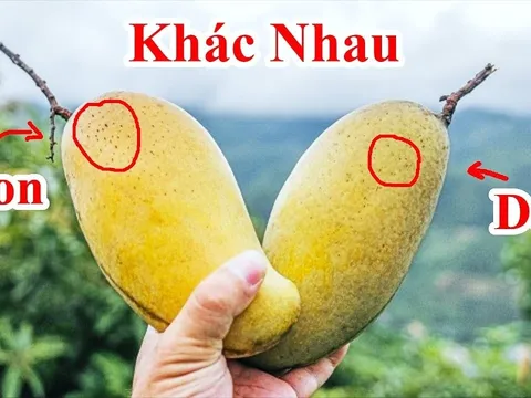 Mẹo mua xoài chín ngọt tự nhiên, không sợ ủ thuốc