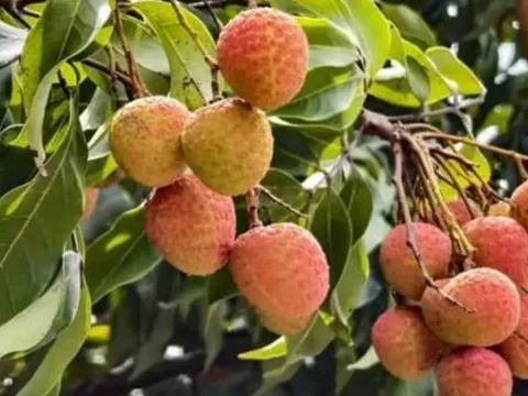 Tháng 5 vải thiều bán rộ: 4 nhóm người nên hạn chế ăn để tránh gặp vấn đề sức khỏe