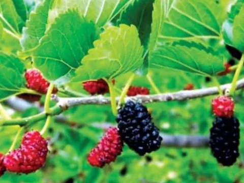 Thầy phong thuỷ cảnh báo: 5 loại cây trồng trước nhà càng tươi tốt gia chủ càng suy kiệt