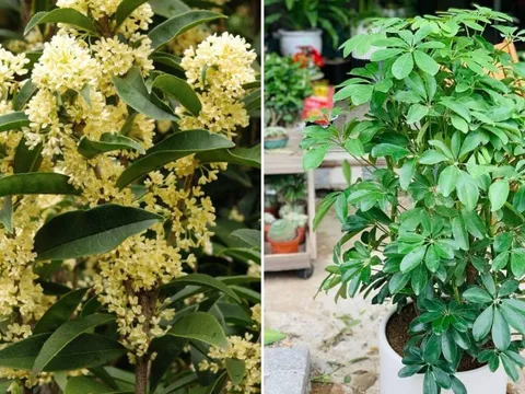 5 loại cây cảnh hút tài lộc hợp cả 5 mệnh, trồng trước nhà là tốt nhất