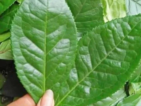 5 loại lá quen thuộc giúp giải độc, thanh lọc phổi tự nhiên hiệu quả