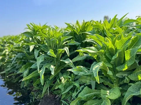 Loại rau nấu lên thơm nức, 1 nắm thôi đã có canxi cao gấp 3 lần canh xương