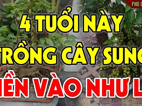 4 tuổi hợp nhất trồng sung, Tiền - Tài lũ lượt kéo về tận cửa