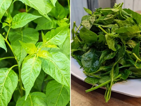 Loại lá nhiều canxi gấp 2 lần sữa, mùa hè đem nấu canh vừa mát vừa bổ