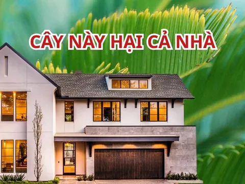 Tổ tiên chỉ bảo: "Cây ngũ quỷ trước nhà, người suy, tiền cạn kiệt", trồng cây cảnh nhớ tránh 5 loại này
