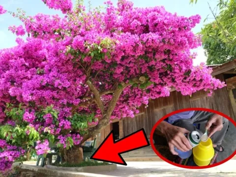 Tưới 1 thìa nước này cho cây hoa giấy: Nụ trổ kín cành, hoa bung nở quanh năm