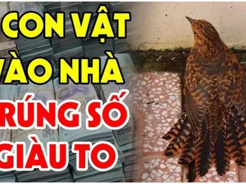 4 con vật vào nhà Đệ Tử Thần Tài: Trúng Số giàu to