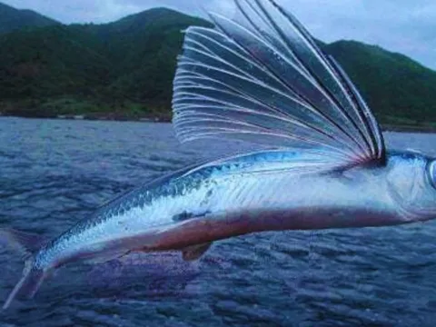 Loại cá 'bay' xa nhất thế giới, có thể bơi hoặc bay vù vù trên mặt biển, cao nhất tới 1000 mét