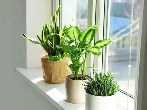 Những vị trí vàng để đặt cây xanh trong nhà: Vừa mát mắt, vừa chiêu tài cực mạnh