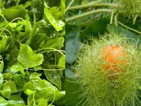 Rau dại mọc bờ rào ngọn leo như bí, quả vàng thơm như chanh leo, trở thành đặc sản, trồng tại nhà cực dễ