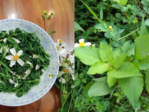 Từ cỏ dại ven đường đến đặc sản được săn lùng: Rau xuyến chi “lên ngôi” giữa thời sống xanh