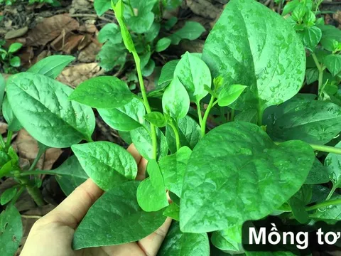 6 loại rau nhặt lá đừng ném bỏ cành, đem cắm xuống đất quanh năm được ăn rau sạch