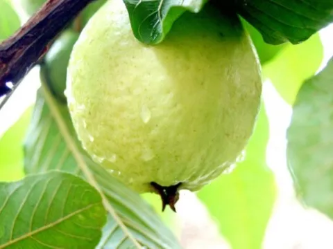7 công dụng ngạc nhiên của trái ổi đối với sức khỏe