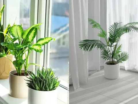 Cách đặt cây xanh trong nhà giúp chiêu tài hút lộc, tiền bạc không mời cũng đến