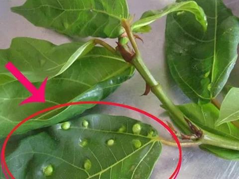 Nốt sần trên lá sung có ăn được không? Hóa ra 90% đang nhầm
