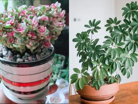 6 cây cảnh phong thủy mang tài lộc vào nhà, ai cũng nên trồng ít nhất một chậu để đổi vận