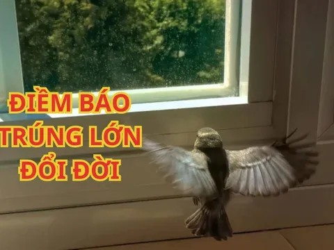 Tổ tiên linh ứng: 3 con chim vào nhà mang theo Tài Lộc, Sắp Trúng Số Đổi Đời, Giàu có bất ngờ