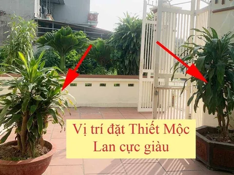 Trồng cây Thiết Mộc Lan trước cổng nhà có tốt không? 3 chỗ trồng Tiền tiêu thả cửa