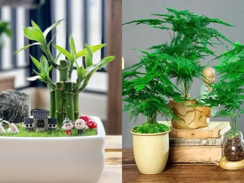 5 loại cây phong thủy cha mẹ nên đặt trong nhà giúp trẻ học giỏi, thi đâu đỗ đó