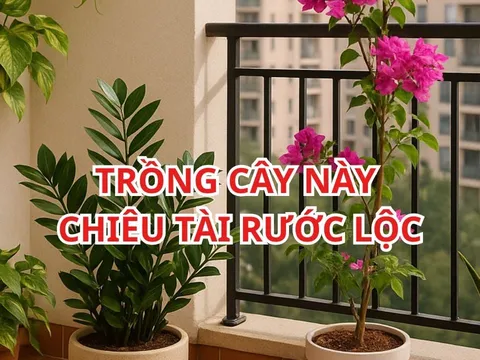 Đặt đúng 1 trong 5 loại cây này ở Ban Công, Vận May kéo đến không ngừng nghỉ, nhanh chóng Giàu sang