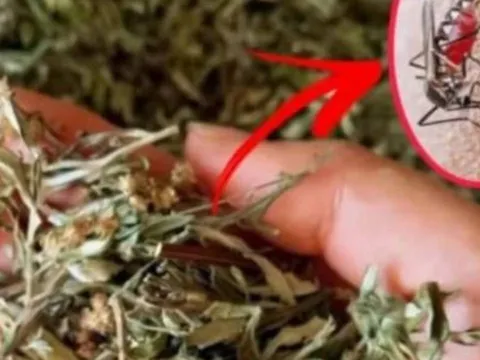 Đặt nắm lá này trong phòng, muỗi tự bay sạch – Không cần nhang, không cần vợt, cả nhà ngủ ngon suốt đêm!