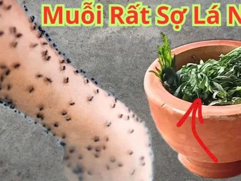 Không cần phun thuốc hay vượt muỗi: Bỏ nắm lá này vào phòng, muỗi sợ hãi bay xa, yên tâm ngủ ngon