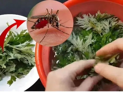 Vò nắm lá này đặt trong phòng là muỗi tự giác kéo nhau đi hết, cả nhà yên tâm ngủ