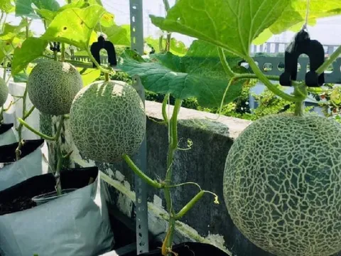 Cách trồng dưa lưới trong thùng xốp cho thu hoạch nhanh, nhiều quả