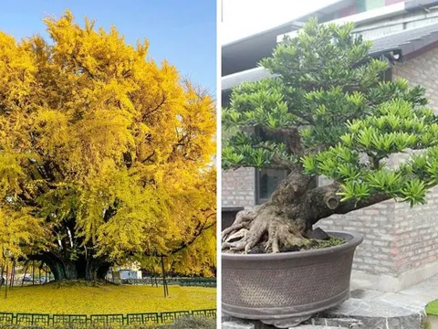 3 loại cây cảnh "giữ nhà" được giới nhà giàu ưa chuộng: 10 nhà trồng thì 9 nhà giàu sang