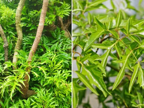 Cây Đinh Lăng hút tài lộc: Người thuộc 3 mệnh này trồng là hợp nhất, mang phú quý vào nhà
